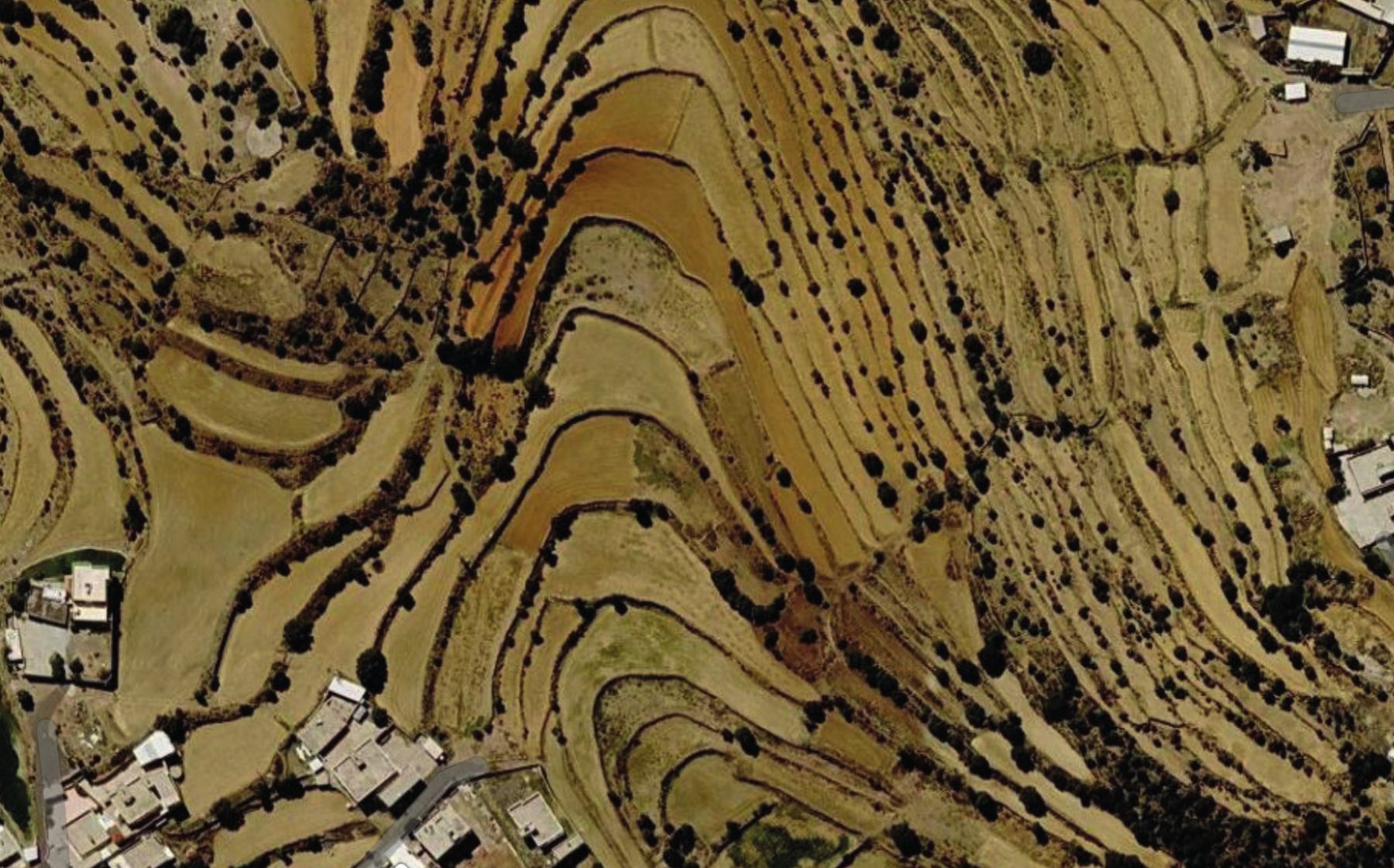 Terraced farms of the Abha highlands